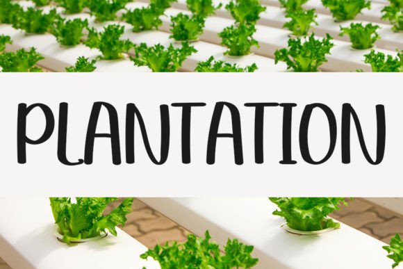 Plantation Font: A Modern Handwritten Touch